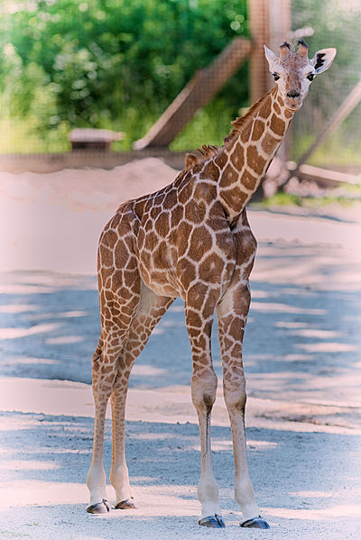 File:Little Giraffe (20441950270).jpg