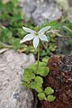 ロベリア・アングラータ（Lobelia angulata）