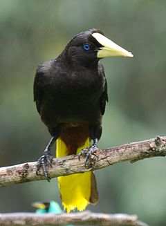 Titalayuq pawkar (Psarocolius decumanus)