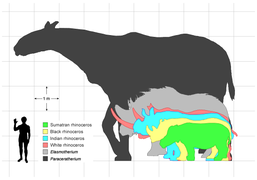 Rhino sizes English.png