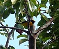 Trinidad euphonia