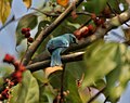 Verditer flycatcher