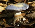 Cortinarius iodes