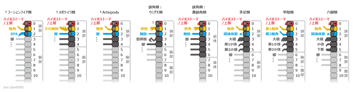 2017年時点で広く認められる、様々な節足動物における前部の体節と付属肢の対応関係[14][57]。先頭の合体節（頭部および前体）に含まれる体節は暗灰色で、前大脳性・中大脳性・後大脳性の体節と付属肢はそれぞれP（赤）・D（黄）T（青）で示される。