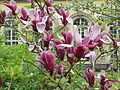 Magnolia liliiflora