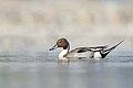 7 Northern pintail at Taudaha Kathmandu uploaded by Prasan Shrestha, nominated by Nirmal Dulal,  19,  0,  0