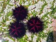 Groupe d'oursins rouges (Astropyga radiata) au Kenya.