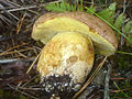 Boletus subappendiculatus