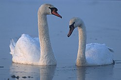 Paugurknābja gulbji (Cygnus olor)