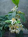 Citron (etrog) flowers