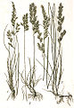 Festuca amethystina (left)