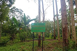 HUTAN HAMPIR MUSNAH.jpg