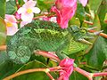 Image 13Jackson's chameleon