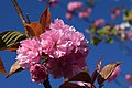 'Kanzan' cherry blossoms, Rostock