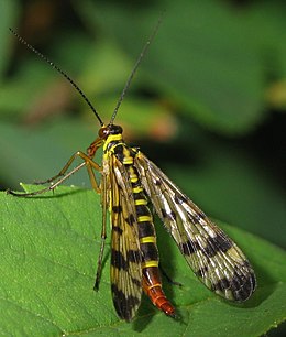 Paprastoji skorpionmusė (Panorpa communis)