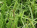 Liuskaratamo (Plantago coronopus)