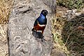 Serengeti Milli Parkında Superb starling