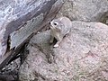 Juvenile, Tierpark Cottbus, Germany