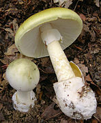 Grüner Knollenblätterpilz (Amanita phalloides)