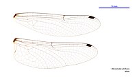 Male wings