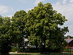 Baumgruppe auf den Wieser-Gründen in Tiefgraben