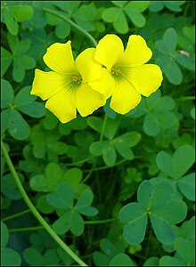 Oxalis pes-caprae