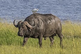 Un bufle d'Africa acompanhat d'un Bernat gardabuòu dins lo pargue nacional de Chobe.