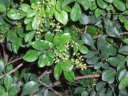 開花的米蘭(Aglaia odorata)