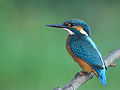 Eisvogel (Alcedo atthis)