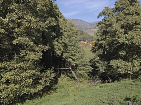 Alnus glutinosa