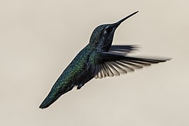 Anna's Hummingbird (17250457405).jpg