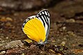 48 Close wing Mud puddle of Delias agostina (Hewitson, 1852) – Yellow Jezebel (Male) WLB IMG 2640 uploaded by Sandipoutsider, nominated by Bodhisattwa,  9,  1,  0