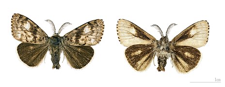 Male