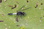 Leucorrhinia caudalis – Oberseite