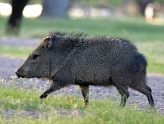 Running collared peccary at Big Bend National Park