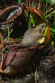 Nepenthes rajah & Rattus baluensis