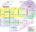 Steroidogenesis[14]