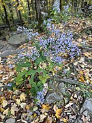 Symphyotrichum cordifolium - October 2023 - Sarah Stierch 05.jpg