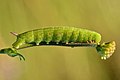 50 Smerinthus ocellatus caterpillar - Keila uploaded by Iifar, nominated by Iifar,  30,  0,  0