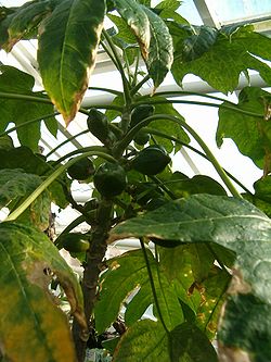 Vasconcellea monoica com frutos imaturos.