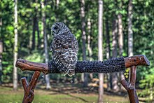 "Barred Owl at Birds of Prey Show