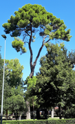 Alcalá de Henares (RPS 13-08-2023) Pino carrasco (Pinus halepensis).png