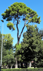 Thumbnail for File:Alcalá de Henares (RPS 13-08-2023) Pino carrasco (Pinus halepensis).png