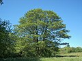 Image 11Alnus glutinosa (from List of trees of Great Britain and Ireland)