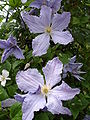 Clematis Viticella Group