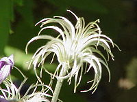 Clematis integrifolia