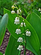 Muguet (Convallaria majalis) ; bois clairs, clairières...