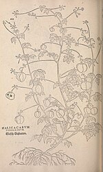 Thumbnail for File:De historia stirpium commentarii insignes (Page 688) (9367894220).jpg