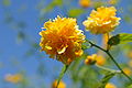 Kerria japonica