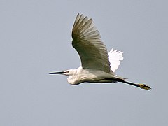 Kolkata, West Bengal, India